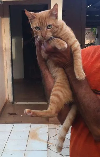 Gato ra a SRD idade 2 a 6 meses nome Amarelo