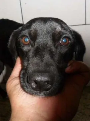 Cachorro raça vira lata idade 7 a 11 meses nome linda