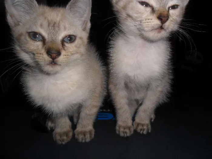 Gato ra a  idade 2 a 6 meses nome branquinha