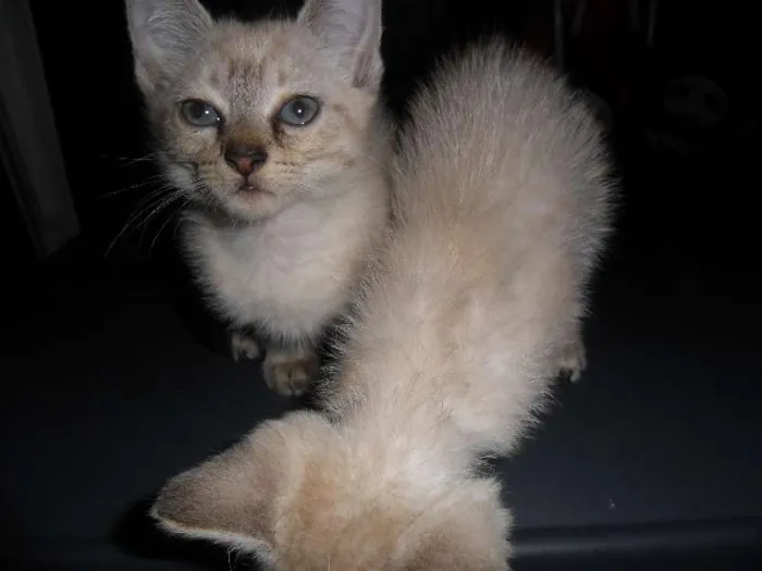 Gato ra a  idade 2 a 6 meses nome branquinha