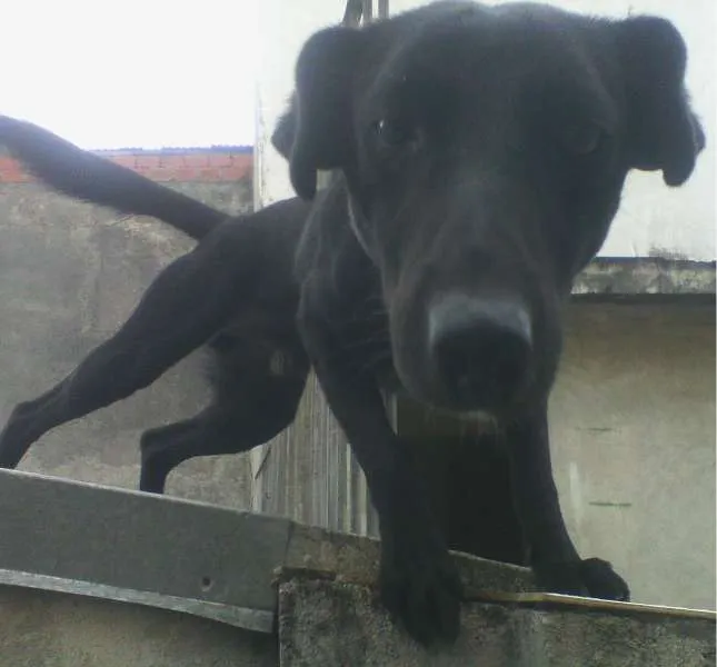 Cachorro ra a  idade 5 anos nome Tico