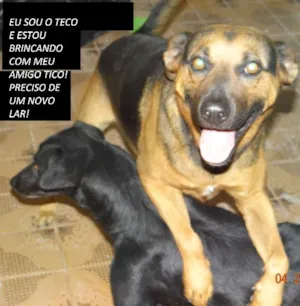 Cachorro raça  idade 5 anos nome Teco