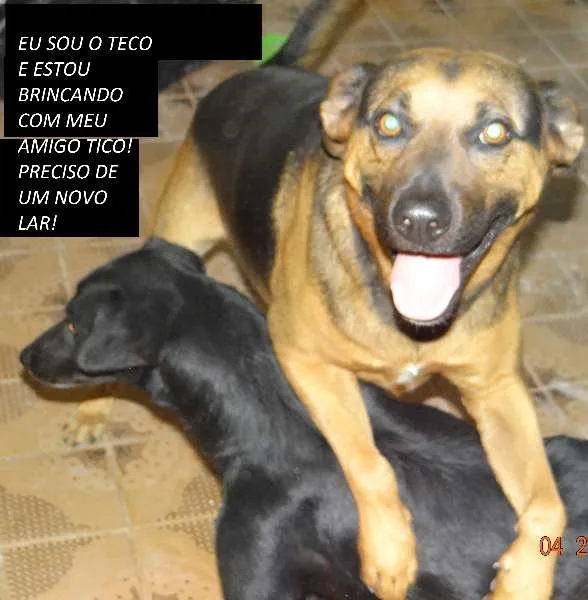 Cachorro ra a  idade 5 anos nome Teco