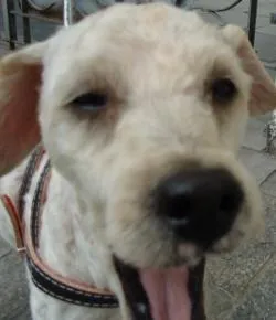 Cachorro ra a Poodle idade 2 anos nome Sem nome