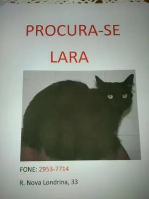 Gato raça SRD idade 3 anos nome LARA GRATIFICA