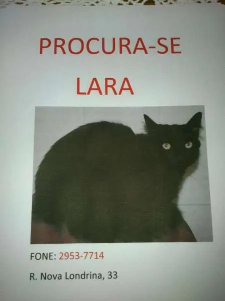 Gato ra a SRD idade 3 anos nome LARA GRATIFICA