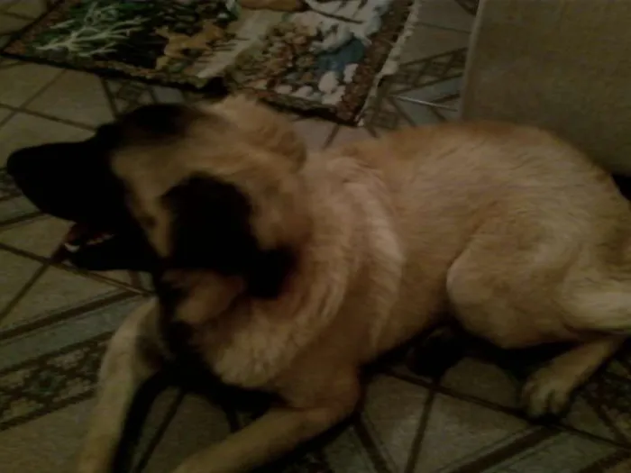 Cachorro raça Pastor Lobado idade 7 a 11 meses nome Tufão