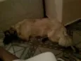 Tufão