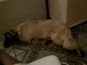Cachorro raça Pastor Lobado idade 7 a 11 meses nome Tufão