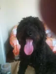 Seu Jorge