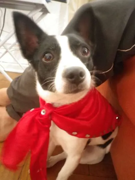 Cachorro ra a 1/2 Pischer idade 1 ano nome Bono