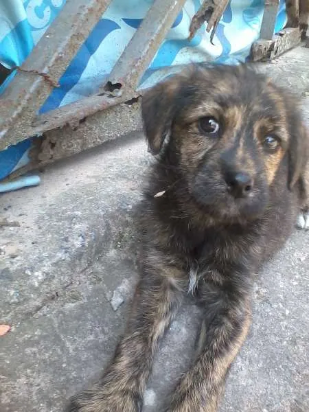 Cachorro ra a indefinida idade Abaixo de 2 meses nome Sem nome