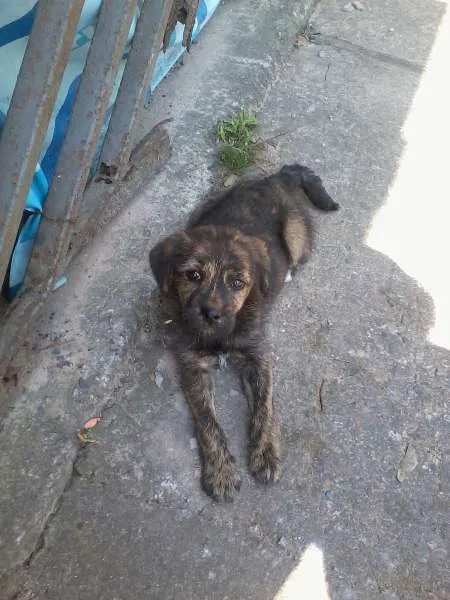 Cachorro ra a indefinida idade Abaixo de 2 meses nome Sem nome