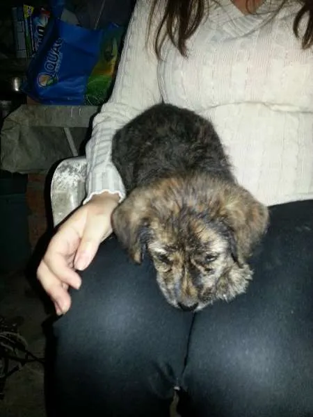 Cachorro ra a indefinida idade Abaixo de 2 meses nome Sem nome