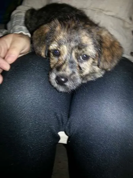 Cachorro ra a indefinida idade Abaixo de 2 meses nome Sem nome