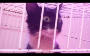Gato raça SRD idade 2 a 6 meses nome Flor