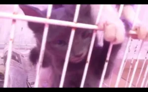 Gato raça SRD idade Abaixo de 2 meses nome Fumaça