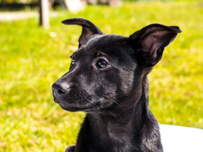 Cachorro ra a SRD idade 2 a 6 meses nome Radha