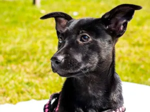 Cachorro raça SRD idade 2 a 6 meses nome Radha