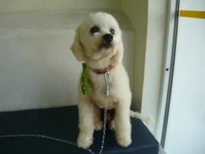 Cachorro raça Poodle idade 1 ano nome Vinny