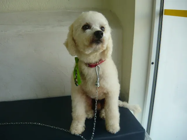 Cachorro ra a Poodle idade 1 ano nome Vinny