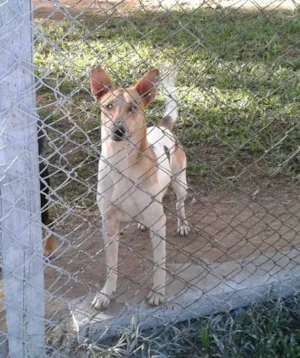 Cachorro raça SRD idade 2 anos nome Orelha