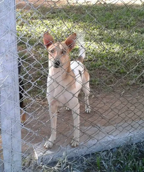 Cachorro ra a SRD idade 2 anos nome Orelha