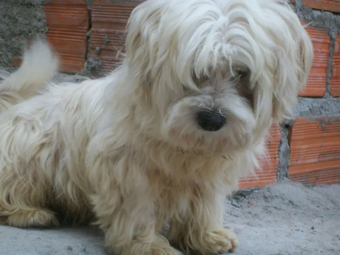 Cachorro ra a misto  idade 2 a 6 meses nome Lili,Xuxa ETC