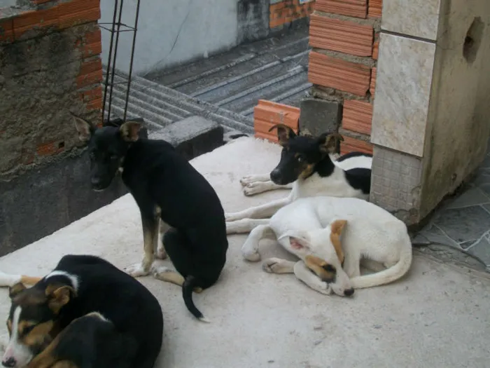 Cachorro ra a misto  idade 2 a 6 meses nome Lili,Xuxa ETC