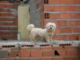 Lili,Xuxa ETC