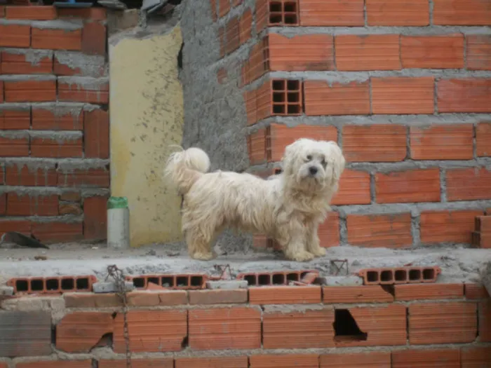 Cachorro ra a misto  idade 2 a 6 meses nome Lili,Xuxa ETC