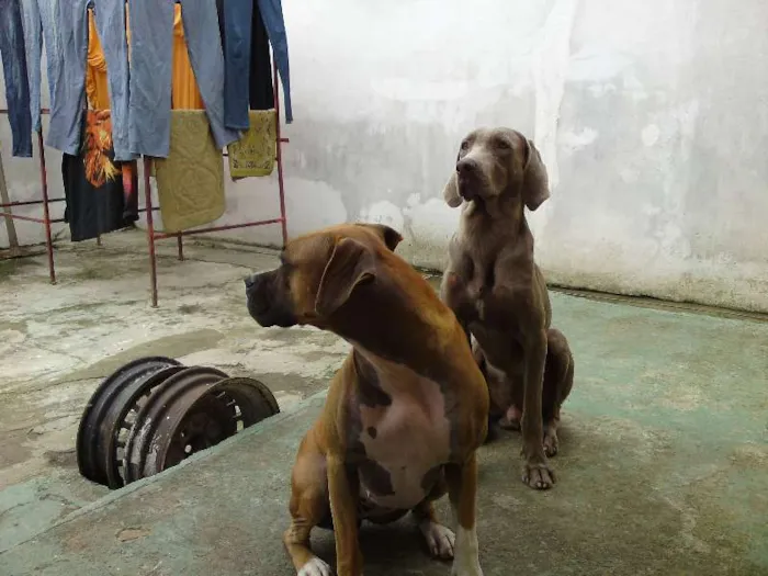 Cachorro ra a WEIMARANER E BOXE idade 4 anos nome HERCULES E LUMA