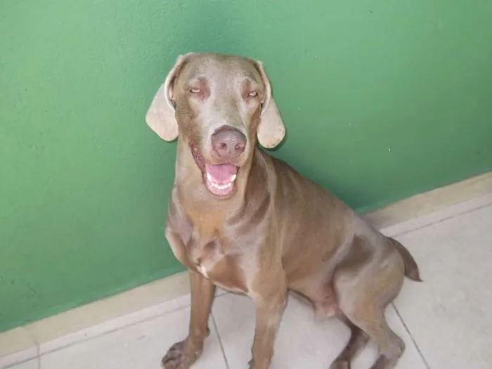 Cachorro ra a WEIMARANER E BOXE idade 4 anos nome HERCULES E LUMA