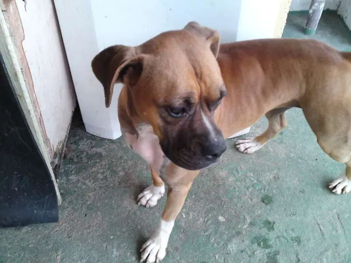 Cachorro ra a WEIMARANER E BOXE idade 4 anos nome HERCULES E LUMA