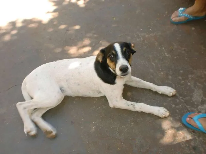 Cachorro ra a vira-lata idade 7 a 11 meses nome shena