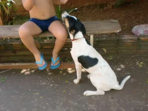 Cachorro raça vira-lata idade 7 a 11 meses nome shena