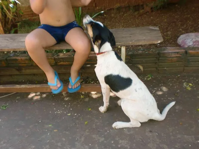Cachorro ra a vira-lata idade 7 a 11 meses nome shena