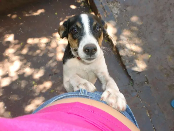 Cachorro ra a vira-lata idade 7 a 11 meses nome shena