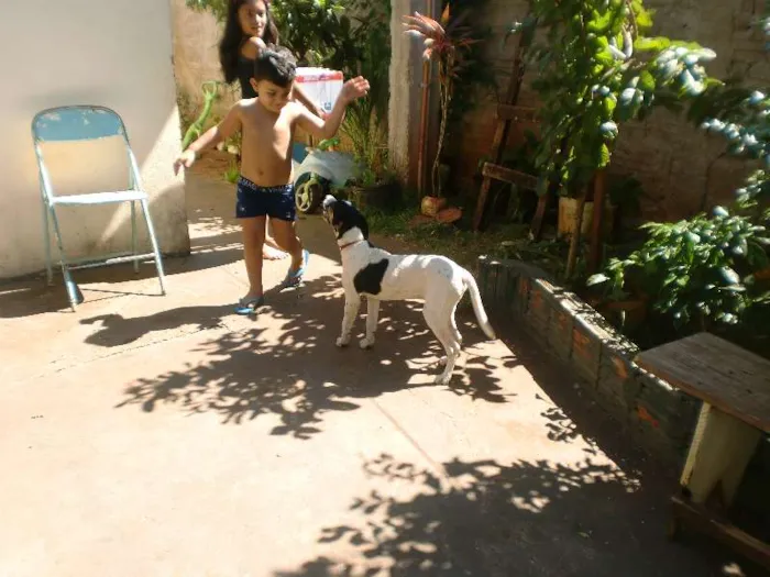 Cachorro ra a vira-lata idade 7 a 11 meses nome shena