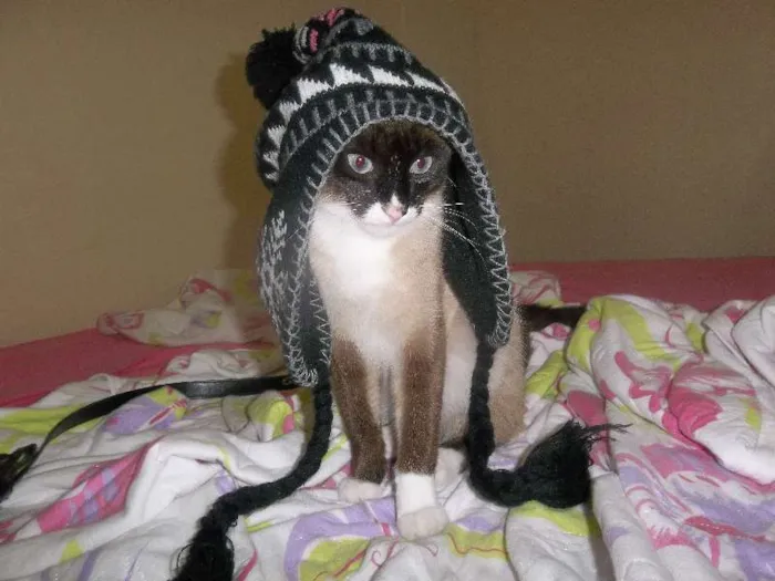 Gato ra a Siamês idade 7 a 11 meses nome Mimi