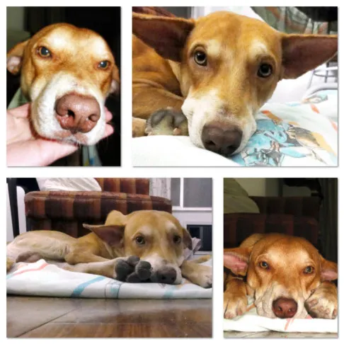 Cachorro ra a vira lata idade 2 anos nome teo
