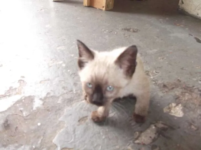 Gato ra a SRD idade 2 a 6 meses nome sem nome 