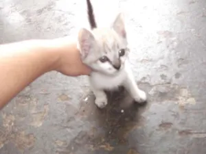 Gato raça SRD idade 2 a 6 meses nome sem nome 