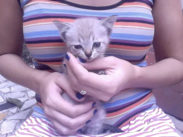 Gato raça  idade Abaixo de 2 meses nome Príncipe