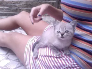Gato raça  idade Abaixo de 2 meses nome Príncipe
