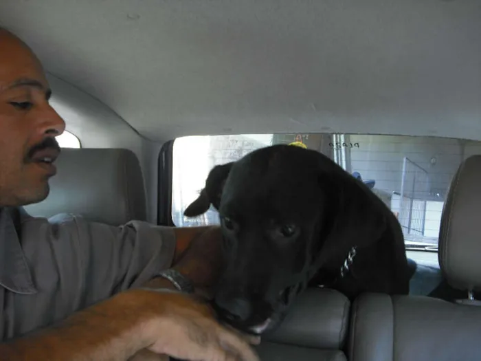 Cachorro ra a LABRADOR idade 7 a 11 meses nome DON JUAN