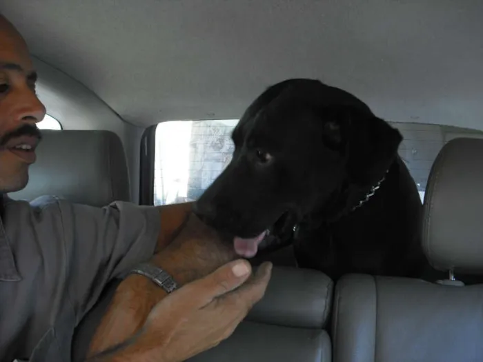 Cachorro ra a LABRADOR idade 7 a 11 meses nome DON JUAN