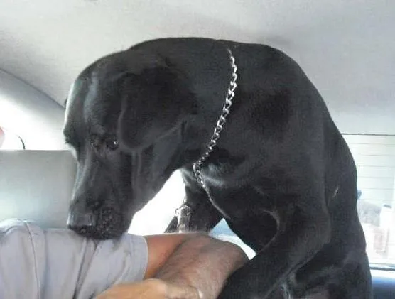 Cachorro ra a LABRADOR idade 7 a 11 meses nome DON JUAN