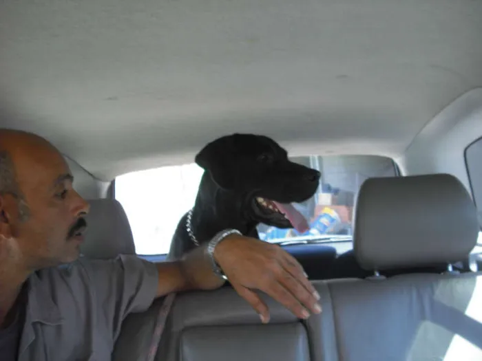 Cachorro ra a LABRADOR idade 7 a 11 meses nome DON JUAN