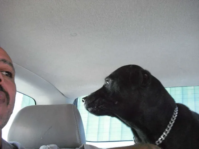 Cachorro ra a LABRADOR idade 7 a 11 meses nome DON JUAN